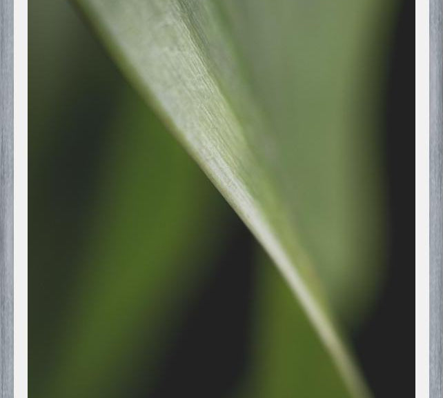 Cuadro Hoja - Abstracto