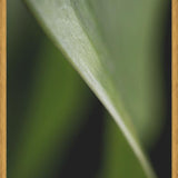 Cuadro Hoja - Abstracto