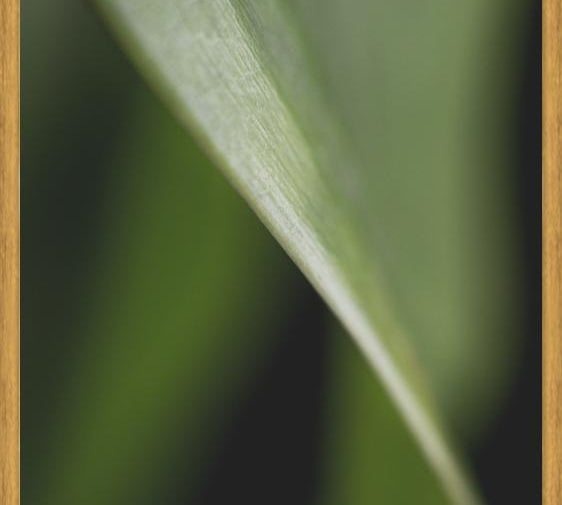 Cuadro Hoja - Abstracto