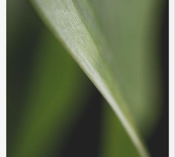 Cuadro Hoja - Abstracto