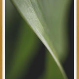 Cuadro Hoja - Abstracto