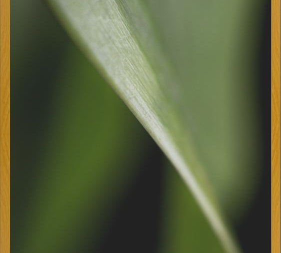 Cuadro Hoja - Abstracto