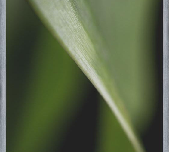 Cuadro Hoja - Abstracto