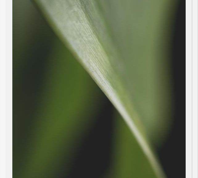 Cuadro Hoja - Abstracto