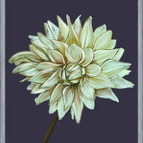 Cuadro Dahlia