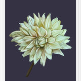 Cuadro Dahlia