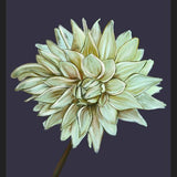 Cuadro Dahlia