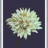 Cuadro Dahlia
