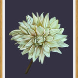 Cuadro Dahlia