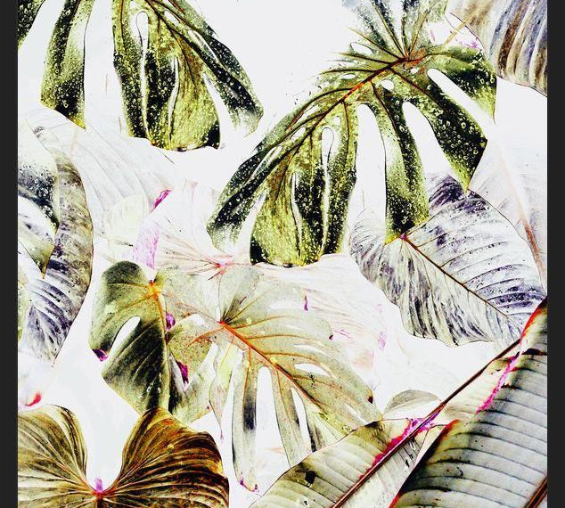 Cuadro Vintage Tropica
