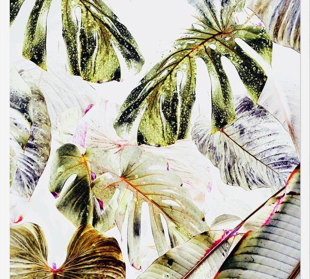 Cuadro Vintage Tropica