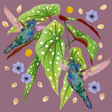 Canvas Colibris