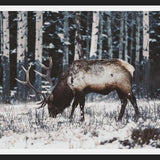 Cuadro Reindeer