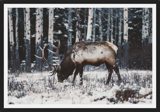 Cuadro Reindeer