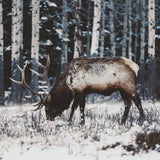 Canvas Reindeer
