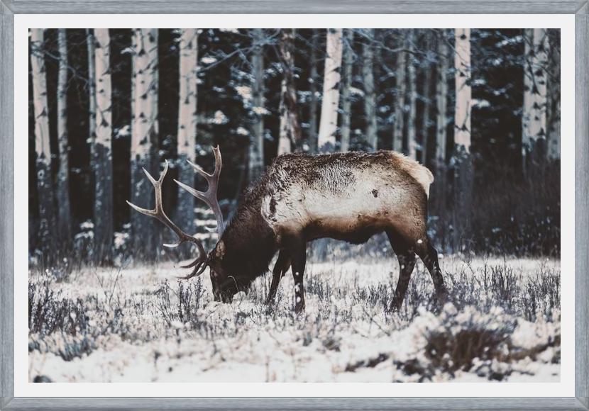 Cuadro Reindeer