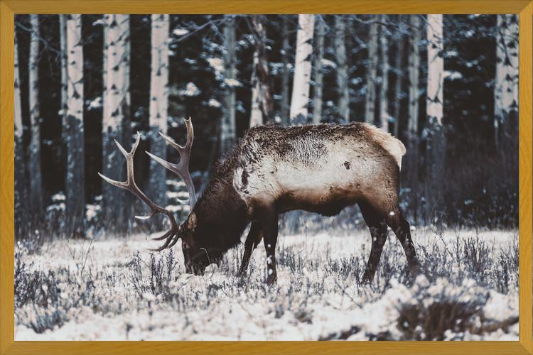 Cuadro Reindeer
