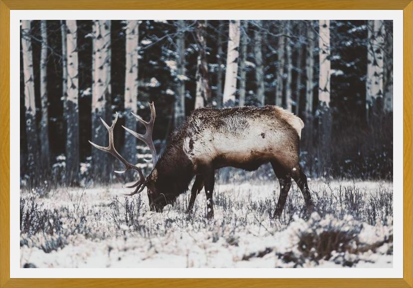 Cuadro Reindeer