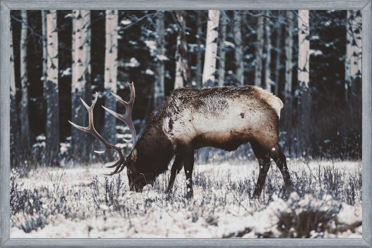 Cuadro Reindeer