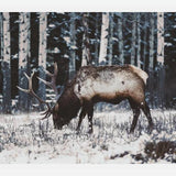 Cuadro Reindeer