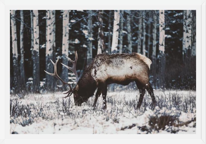Cuadro Reindeer