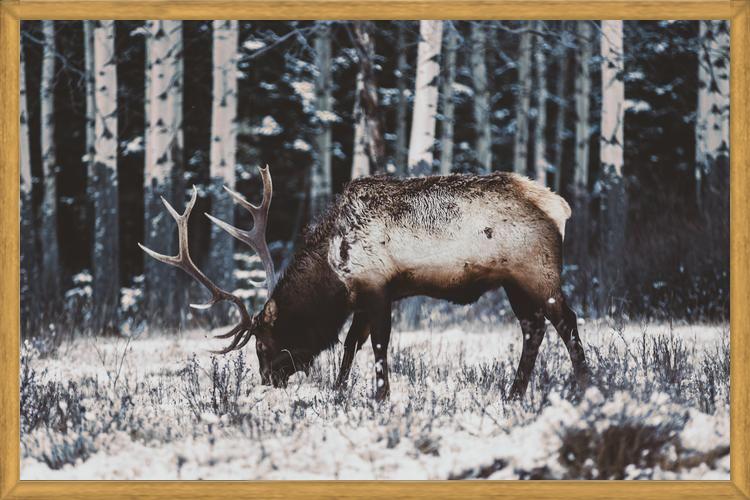 Cuadro Reindeer