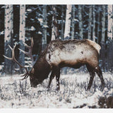 Cuadro Reindeer