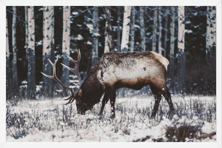 Cuadro Reindeer