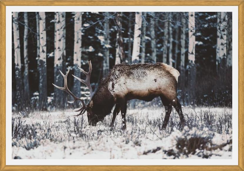 Cuadro Reindeer