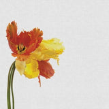 Canvas Tulip Still Life