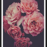 Cuadro Dreamy Roses