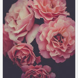 Cuadro Dreamy Roses