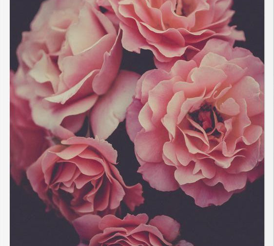 Cuadro Dreamy Roses