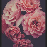 Cuadro Dreamy Roses