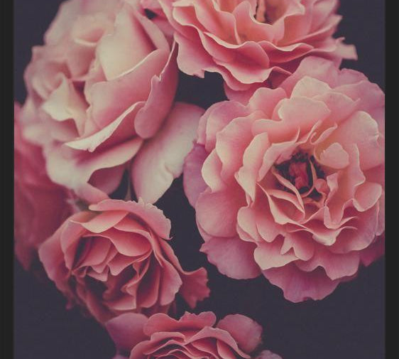 Cuadro Dreamy Roses