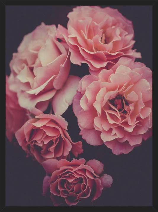 Cuadro Dreamy Roses