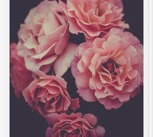 Cuadro Dreamy Roses