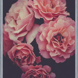 Cuadro Dreamy Roses