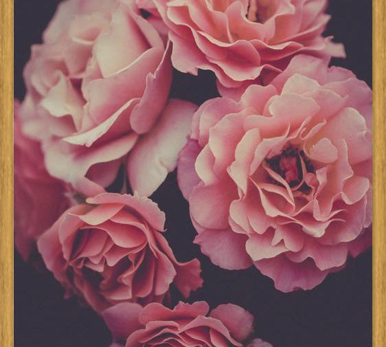 Cuadro Dreamy Roses