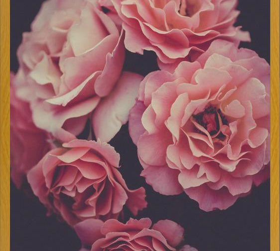 Cuadro Dreamy Roses