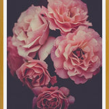 Cuadro Dreamy Roses