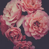 Canvas Dreamy Roses