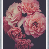 Cuadro Dreamy Roses