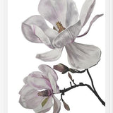 Cuadro Flores magnolia