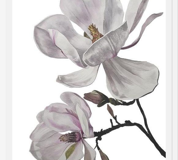 Cuadro Flores magnolia