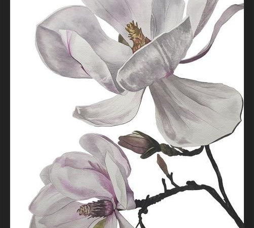 Cuadro Flores magnolia