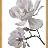 Cuadro Flores magnolia