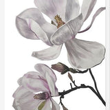 Cuadro Flores magnolia