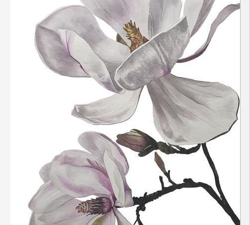 Cuadro Flores magnolia