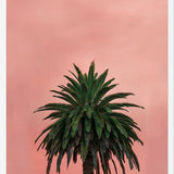 Cuadro Pink Palm